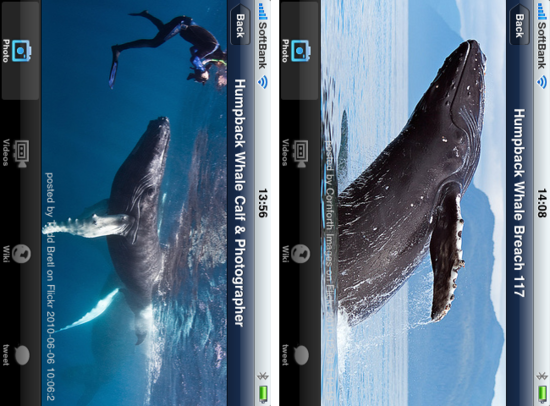 iwhale2.png
