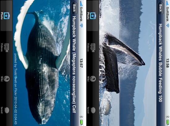 iwhale3.png