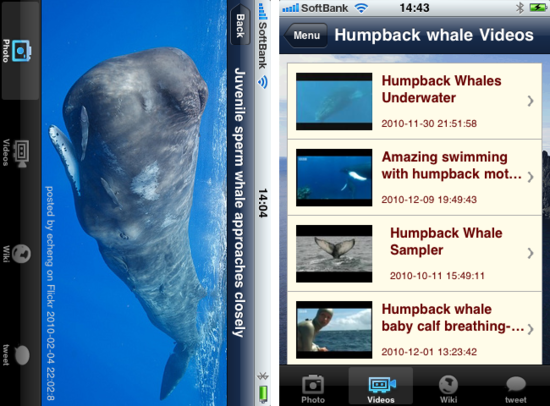 iwhale4.png