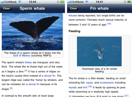 iwhale6.png