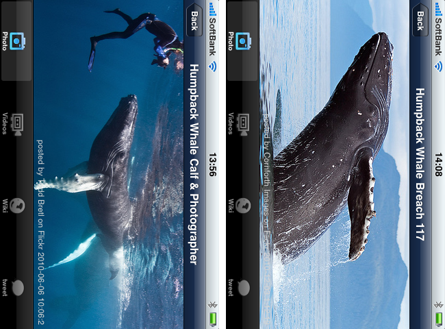 http://quantis.itaco.jp/iwhale2.png